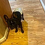 Kapone joined the competition — help win amazing prizes! dog, french_bulldog, pet, indoor, floor, wooden_floor, diaper, animal, curious, standing, black_dog, canine, companion, house, home, corner, looking, small_dog, domestic, mammal