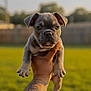 puppy, dog, hand, tattoo, outdoor, grass, blurred_background, closeup, cute, pet, young, animal, portrait, sunlight, fence, ears, face, holding, brown, small