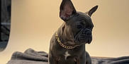 Rosé joined the competition — help win amazing prizes! french_bulldog, puppy, dog, collar, gold_chain, blanket, wooden_table, studio_light, beige_background, pet, animal, sitting, cute, portrait, indoor, young_dog, canine, fur, ears, expression