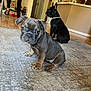 Rosé is registered to the contest to win money with this photo: dog, puppy, french_bulldog, indoor, rug, living_room, floor, collar, black_dog, gray_dog, pet, cute, sitting, animal, home, canine, flooring, domestic_animal, companion, young_dog