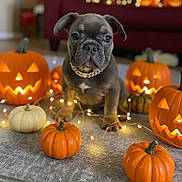 Rosé is registered to the contest to win money with this photo: puppy, dog, french_bulldog, pumpkin, jack_o_lantern, halloween, fairy_lights, indoor, carpet, decorations, cute, holiday, orange, black_nose, collar, pet, animal, festive, portrait, cozy