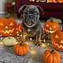 puppy, dog, french_bulldog, pumpkin, jack_o_lantern, halloween, fairy_lights, indoor, carpet, decorations, cute, holiday, orange, black_nose, collar, pet, animal, festive, portrait, cozy