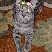 Bella joined the competition — help win amazing prizes! cat, gray_tabby, flower_crown, carpet, indoor, pet, animal, feline, whiskers, yellow_eyes, cute, lying_down, front_legs, pattern, cozy, domestic, fur, relaxed, looking_at_camera, playful