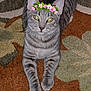 cat, gray_tabby, flower_crown, carpet, indoor, pet, animal, feline, whiskers, yellow_eyes, cute, lying_down, front_legs, pattern, cozy, domestic, fur, relaxed, looking_at_camera, playful