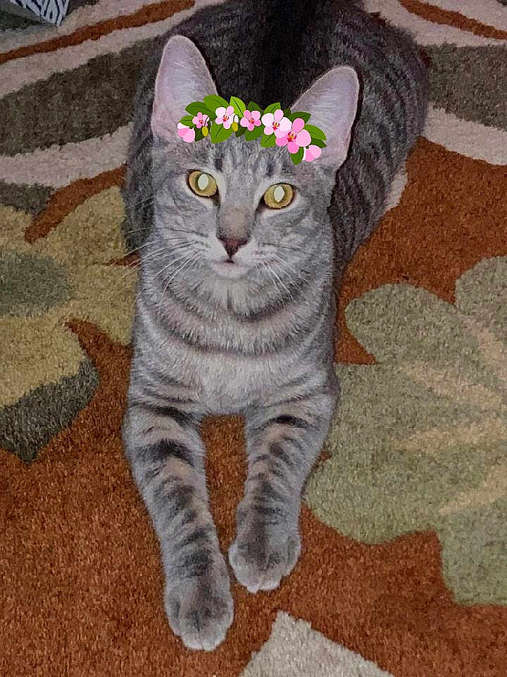 Bella