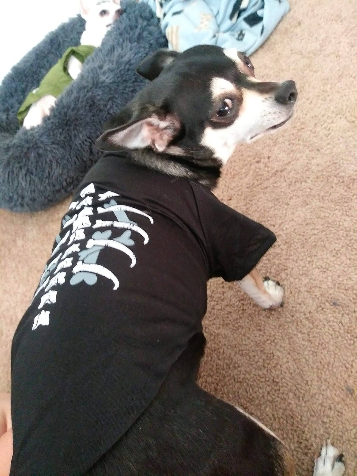 Blitz is registered to the contest to win money with this photo: canidae, carnivore, companion_dog, dog, dog_breed, dog_clothes, dog_supply, fur, siberian_husky, snout