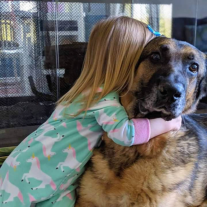 Blitz joined the competition — help win amazing prizes! canidae, carnivore, companion_dog, dog, dog_breed, fawn, fila_brasileiro, fur, giant_dog_breed, great_dane, mammal, snout, sporting_group, vertebrate