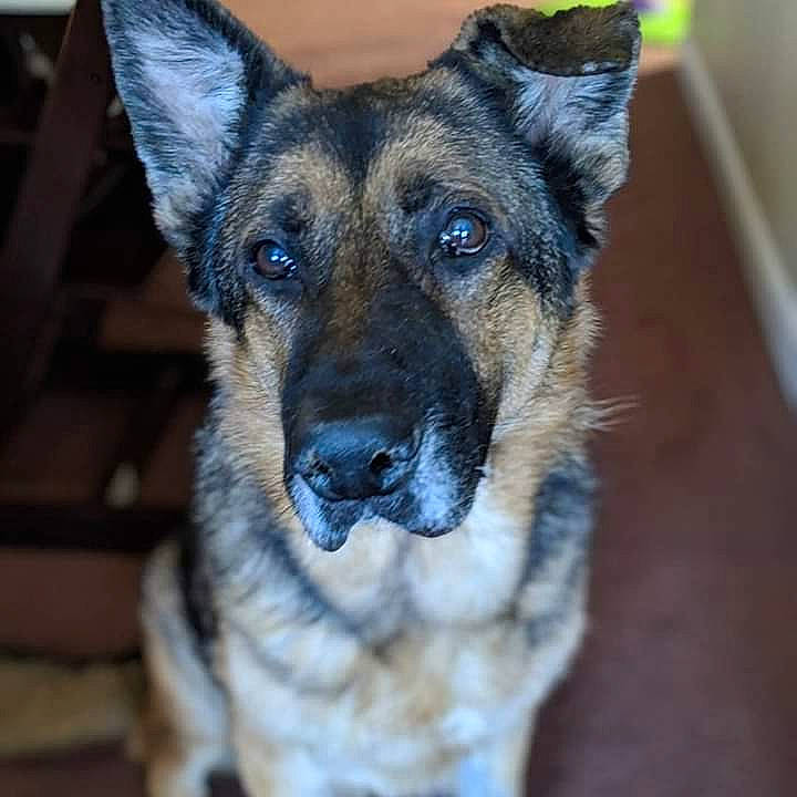 Blitz is registered to the contest to win money with this photo: canidae, carnivore, dog, dog_breed, ear, east_european_shepherd, eye, german_shepherd_dog, king_shepherd, kunming_wolfdog, mammal, norwegian_elkhound, nose, old_german_shepherd_dog, rare_breed_dog, shiloh_shepherd_dog, snout, vertebrate, whiskers, working_dog