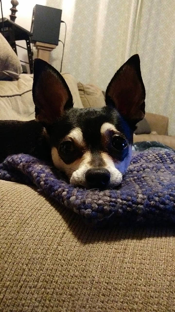 Bendi joined the competition — help win amazing prizes! boston_terrier, canidae, carnivore, dog, dog_breed, ear, mammal, miniature_fox_terrier, puppy, rat_terrier, teddy_roosevelt_terrier, toy_dog, toy_fox_terrier, vertebrate