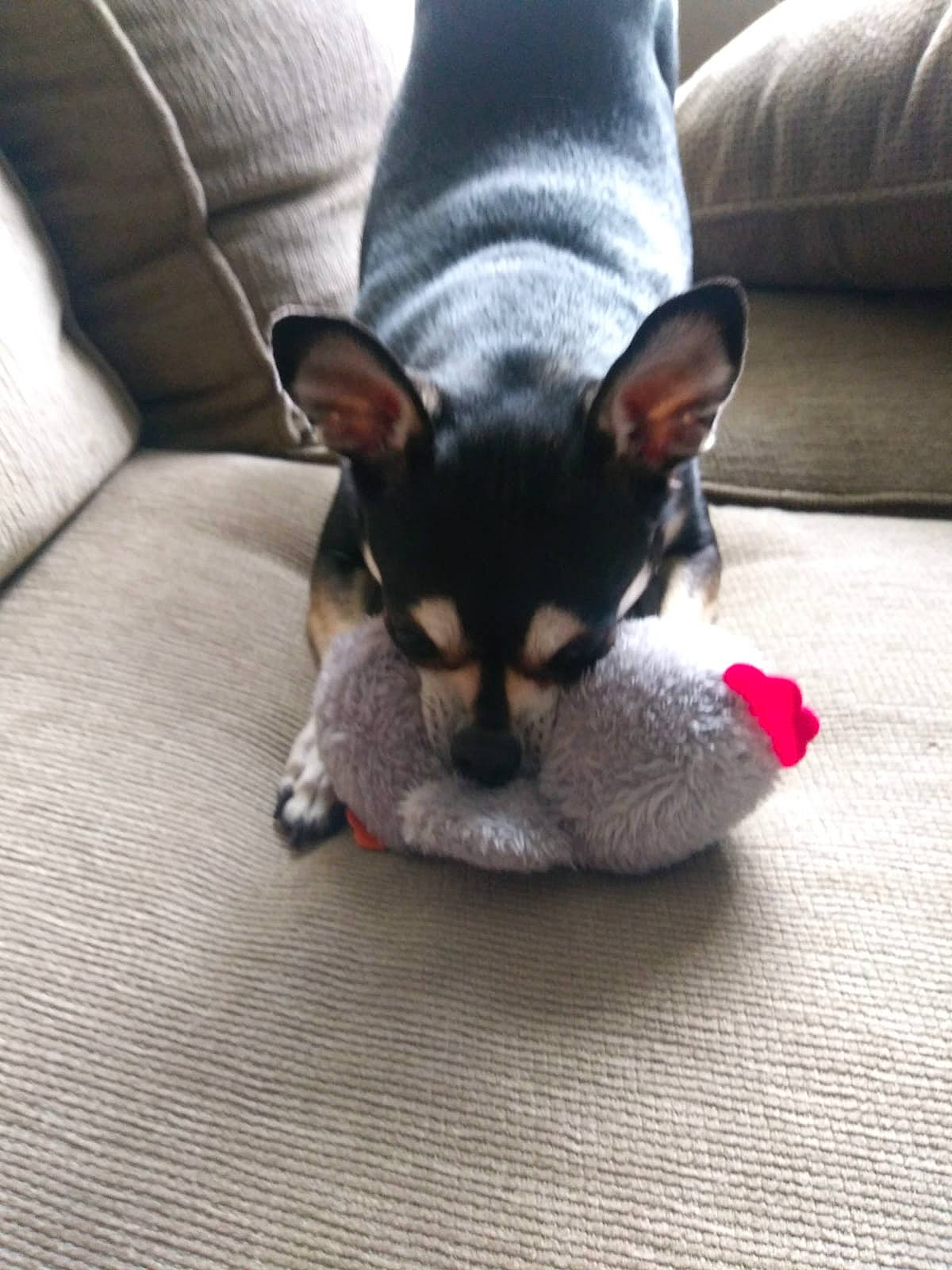 Bendi is registered to the contest to win money with this photo: canidae, carnivore, cat, chihuahua, companion_dog, dog, dog_breed, ear, fawn, felidae, mammal, miniature_pinscher, prazsky_krysarik, puppy, rat_terrier, small_to_medium_sized_cats, toy_dog, toy_fox_terrier, vertebrate, whiskers