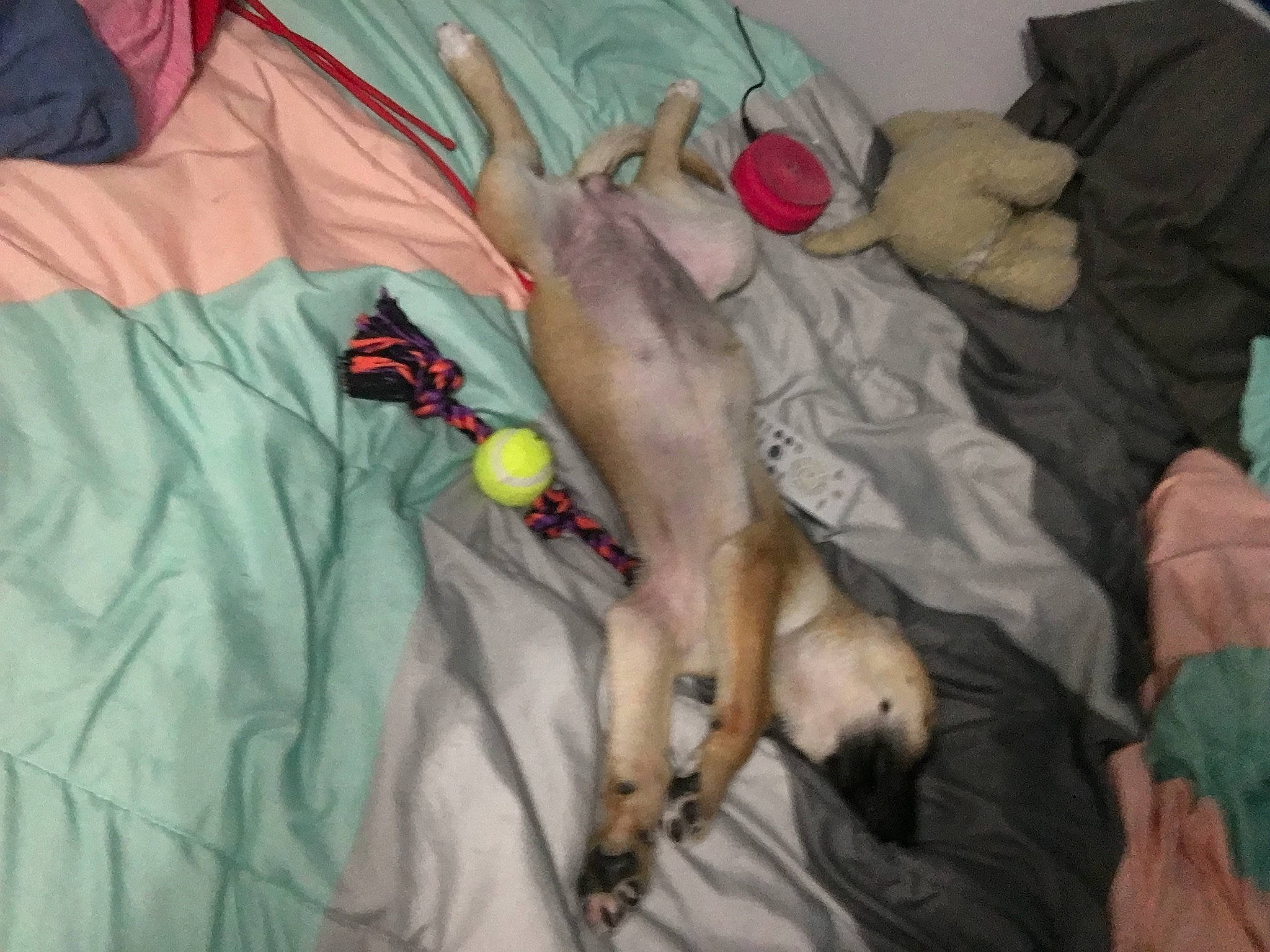 Talla is registered to the contest to win money with this photo: canidae, carnivore, dog_breed, fawn, italian_greyhound, sporting_group