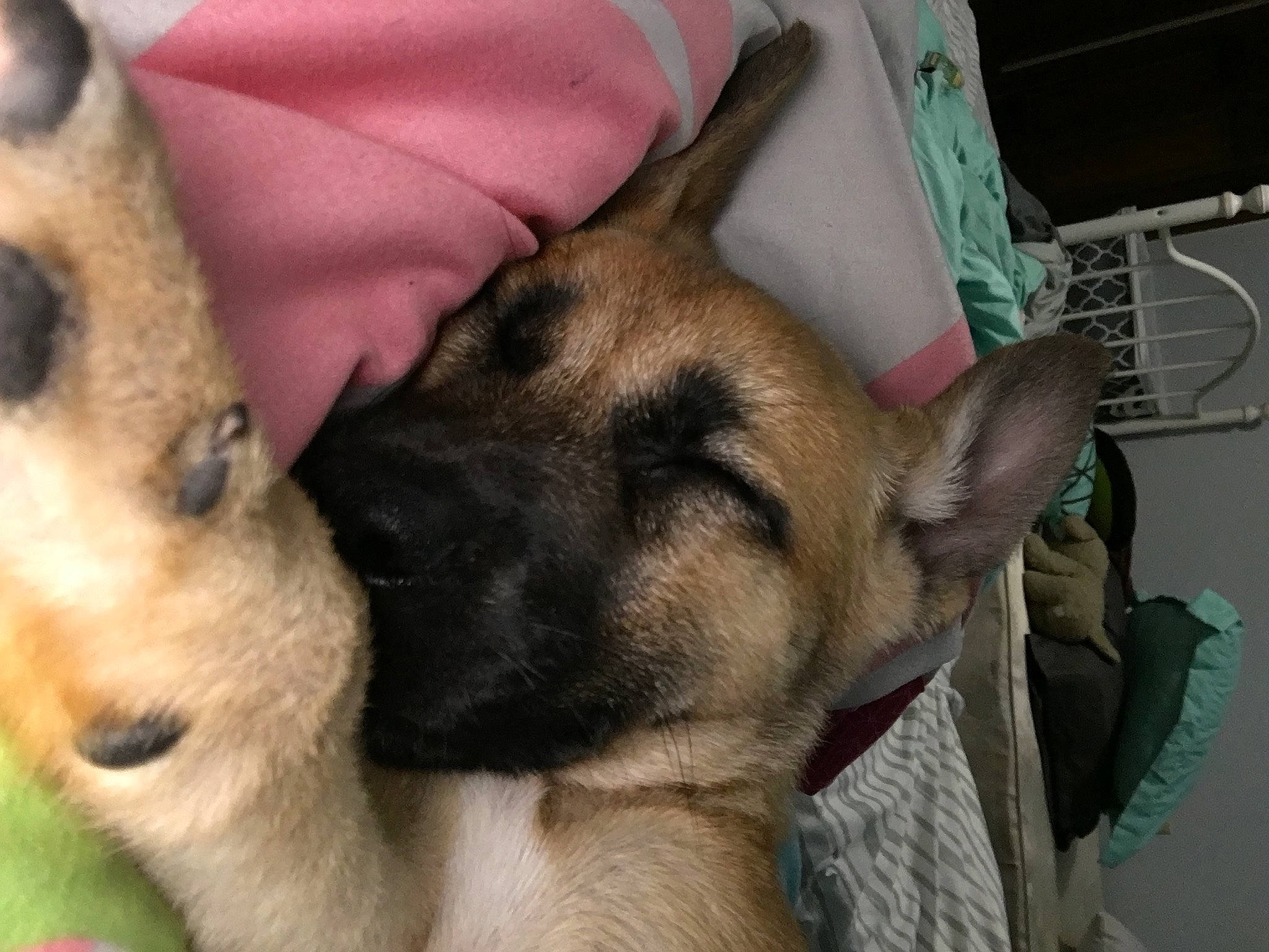 Talla joined the competition — help win amazing prizes! belgian_shepherd_malinois, black_mouth_cur, canidae, carnivore, dog, dog_breed, ear, fawn, german_shepherd_dog, king_shepherd, mammal, old_german_shepherd_dog, snout, vertebrate