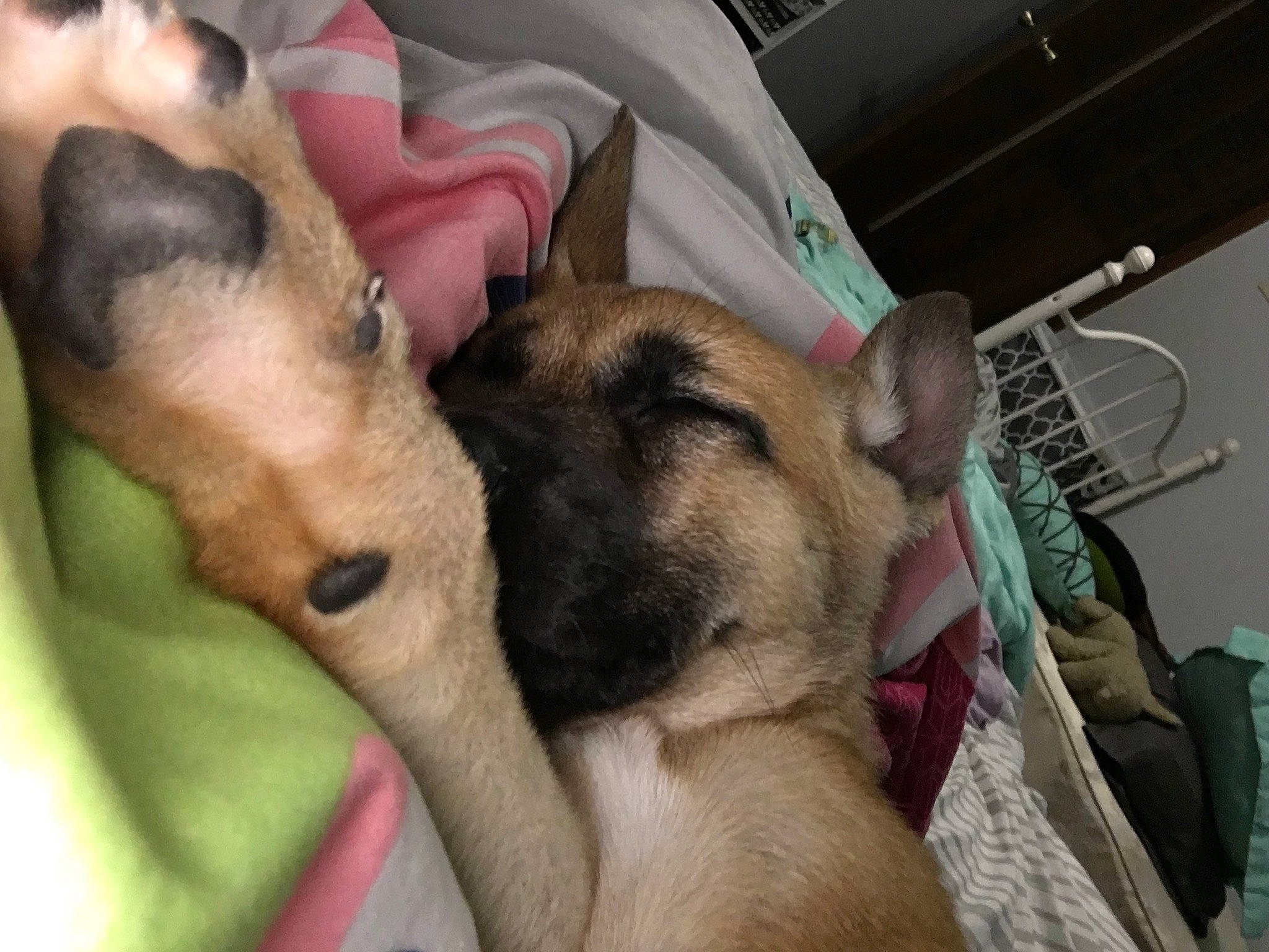 Talla joined the competition — help win amazing prizes! black_mouth_cur, bullmastiff, canidae, carnivore, dog, dog_breed, ear, fawn, mammal, puppy, puppy_love, snout, vertebrate