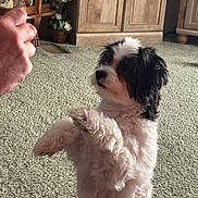 Khloe joined the competition — help win amazing prizes! animal, black_and_white, canine, carpet, carpeted_floor, companion, cute, dog, flower_pot, fluffy, furniture, hand, home, indoor, obedient, pet, portrait, small_dog, waiting, wooden_cabinet