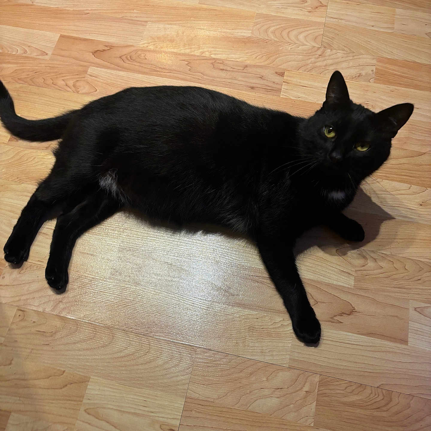 Jambon participe au concours pour gagner de l'argent avec cette photo : animal, black_cat, cat, curious, cute, domestic_cat, eyes, feline, flooring, fur, indoor, looking, lying_down, mammal, pet, portrait, relaxing, tail, whiskers, wooden_floor