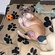 Roxy is registered to the contest to win money with this photo: puppy, dog, blanket, paw_print, toy, orange_ball, rope_toy, indoor, carpet, cute, pet, lying_down, young, playful, fur, animal, small, resting, domestic, canine