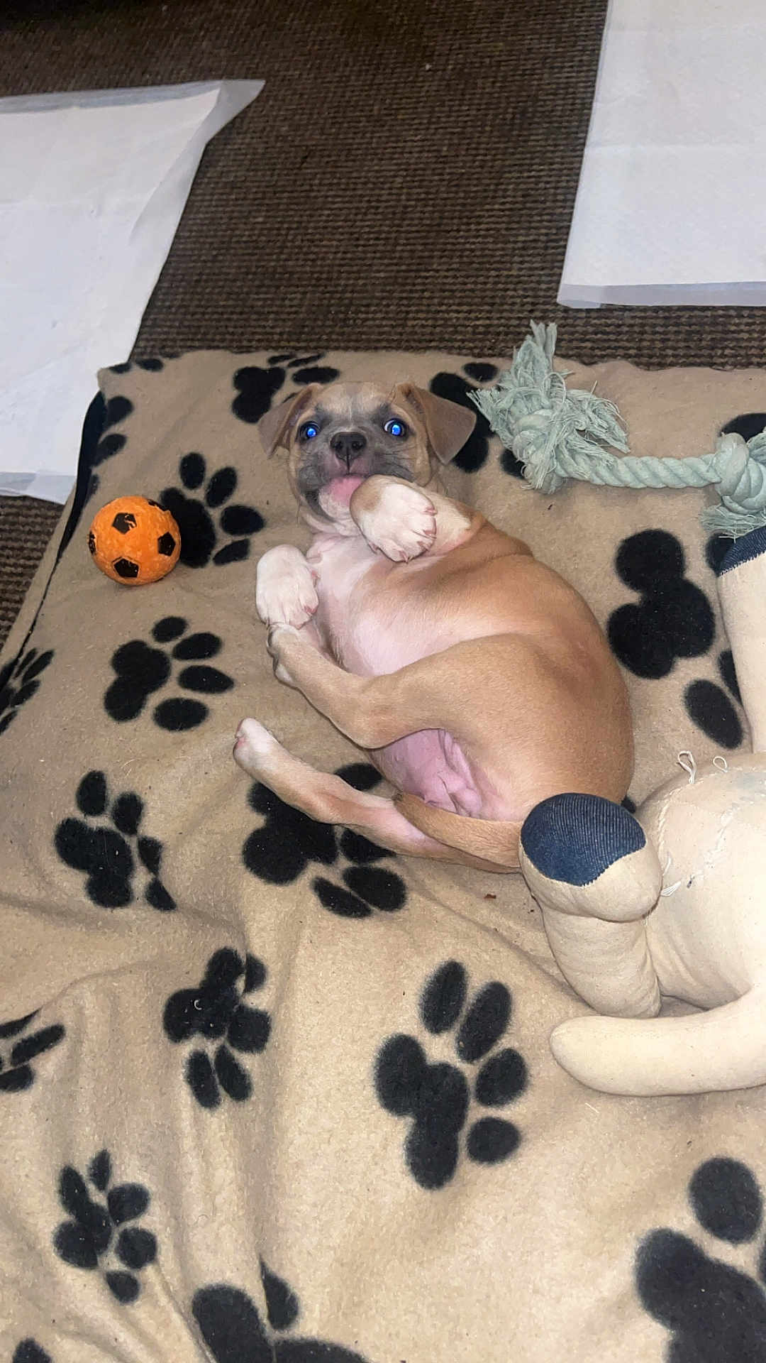 Roxy is registered to the contest to win money with this photo: puppy, dog, blanket, paw_print, toy, orange_ball, rope_toy, indoor, carpet, cute, pet, lying_down, young, playful, fur, animal, small, resting, domestic, canine