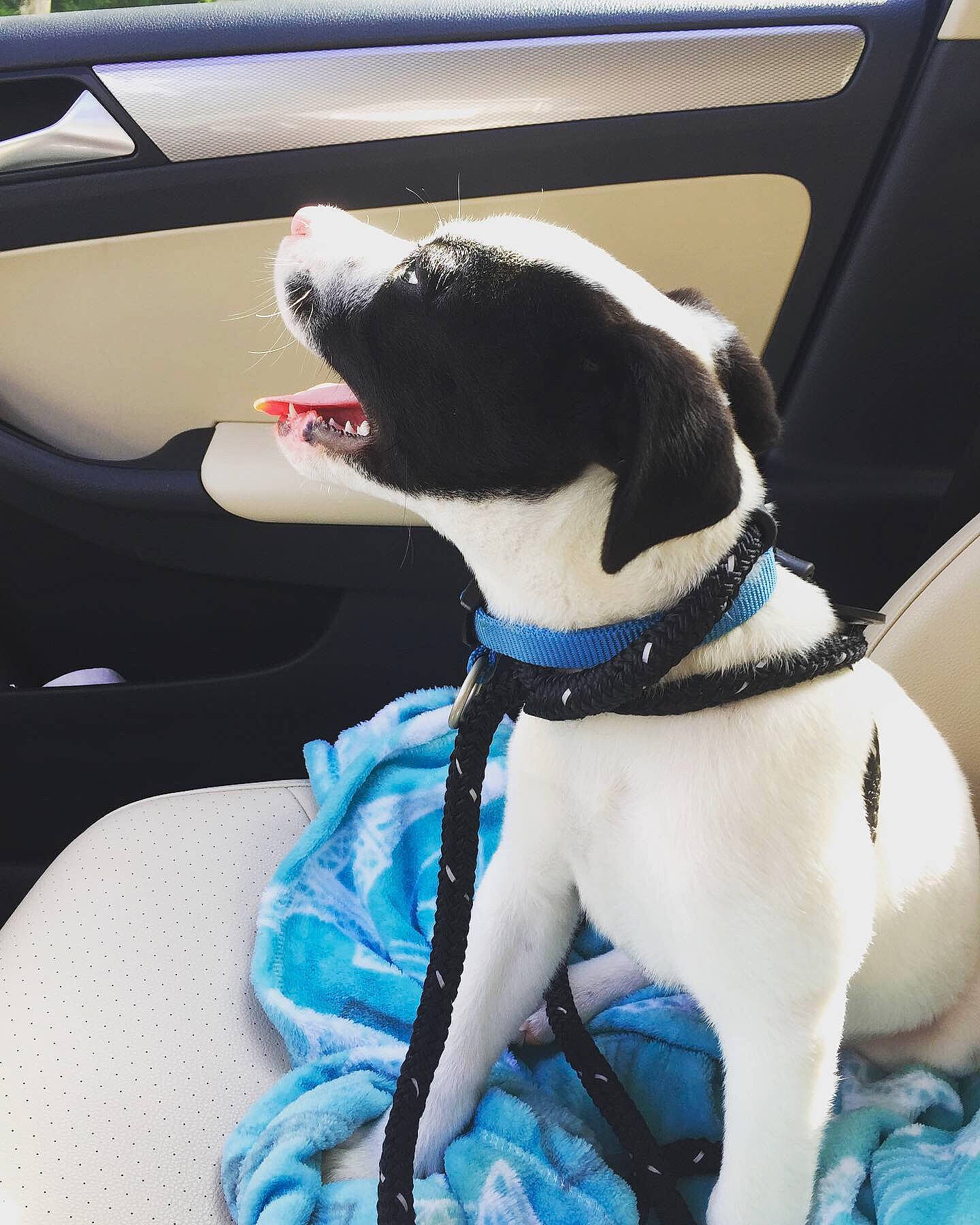 Kingsley joined the competition — help win amazing prizes! canidae, car, car_seat, carnivore, companion_dog, dog, dog_breed, mammal, non_sporting_group, snout, sporting_group, vehicle