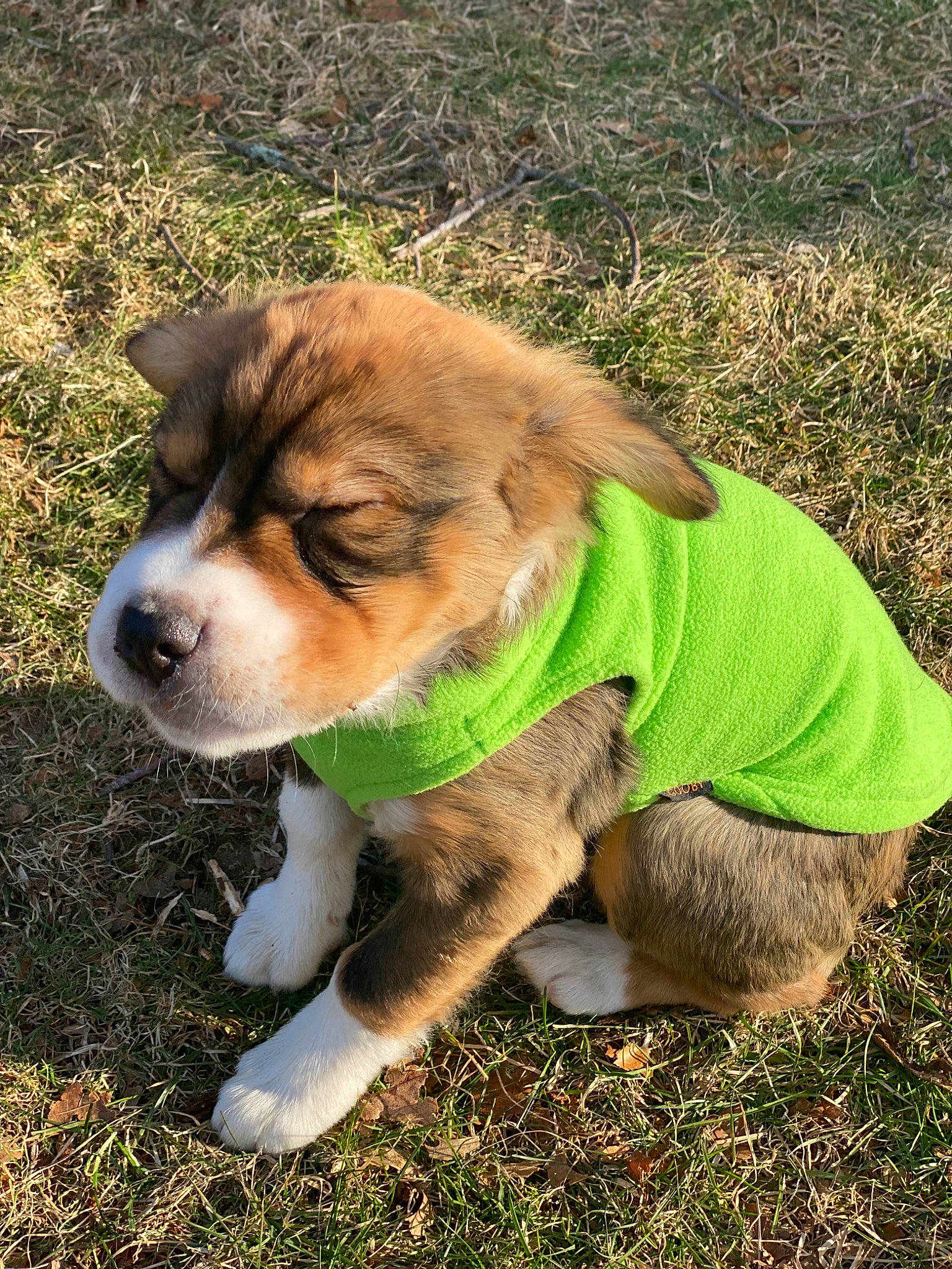 Lois joined the competition — help win amazing prizes! adventure, ancient_dog_breeds, canidae, carnivore, companion_dog, dog, dog_breed, fawn, fur, grass, leash, plant, puppy, snout, sporting_group, tail, terrestrial_animal, whiskers, working_animal, working_dog