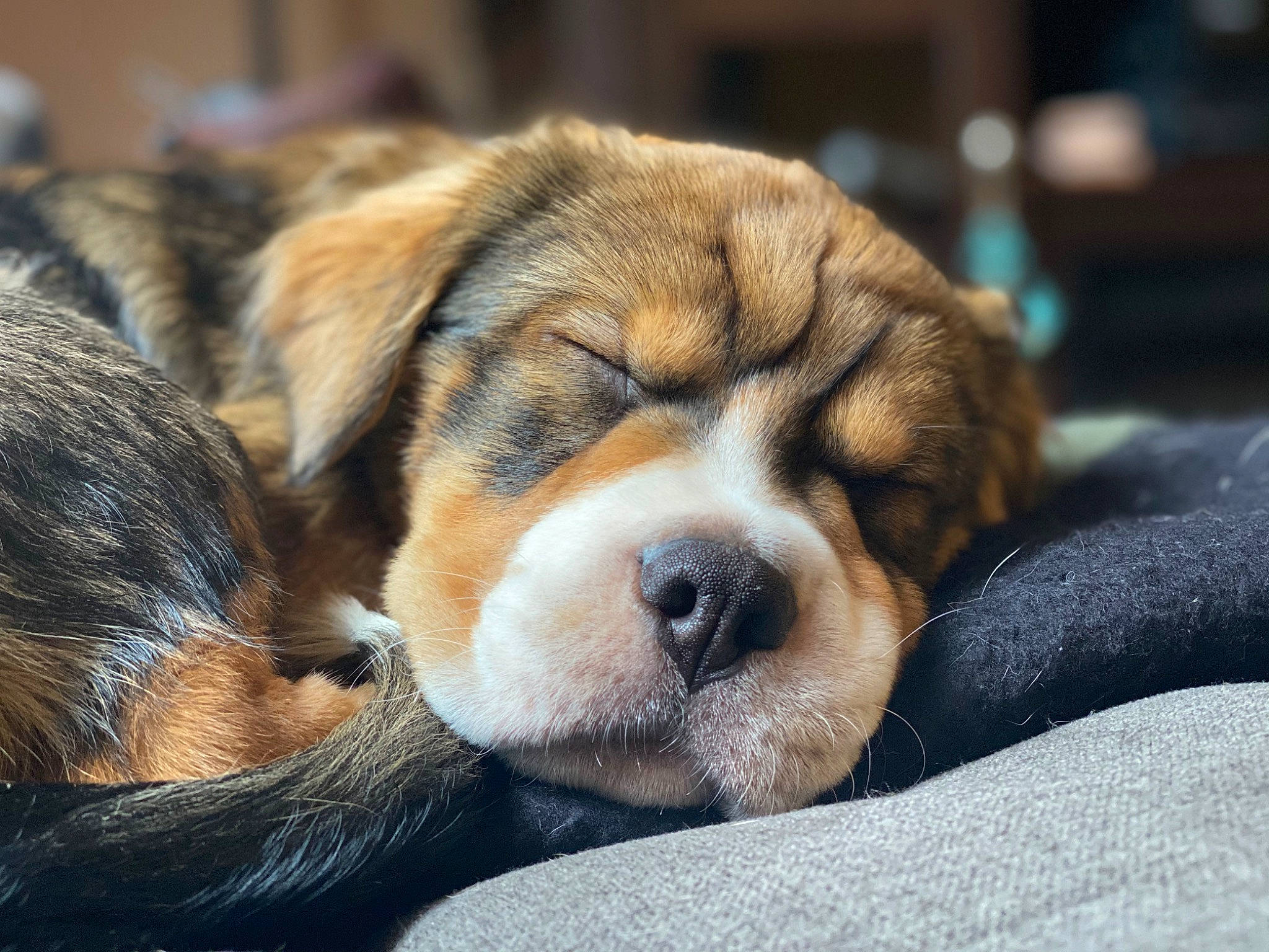 Lois joined the competition — help win amazing prizes! ancient_dog_breeds, beaglier, bored, canidae, carnivore, companion_dog, dog, dog_breed, fawn, fur, paw, snout, sporting_group, terrestrial_animal, whiskers, working_animal, working_dog