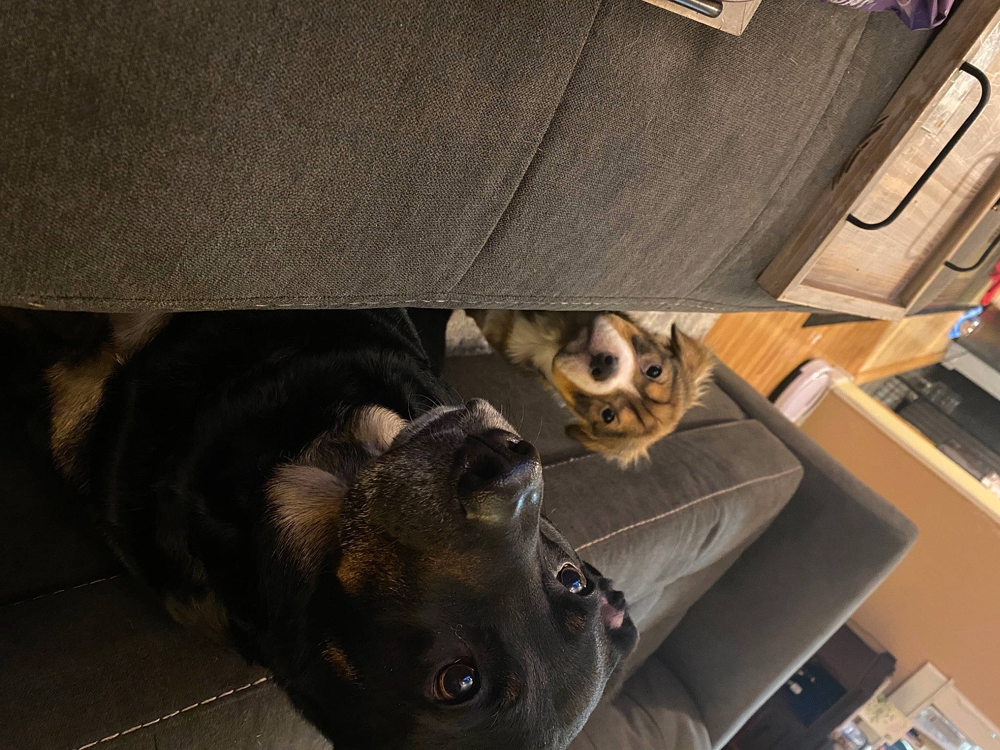 Lois joined the competition — help win amazing prizes! audio_equipment, automotive_design, bag, canidae, carnivore, comfort, companion_dog, computer_keyboard, couch, dog, dog_breed, eyewear, fawn, felidae, grey, snout, sporting_group, whiskers, wood, working_animal