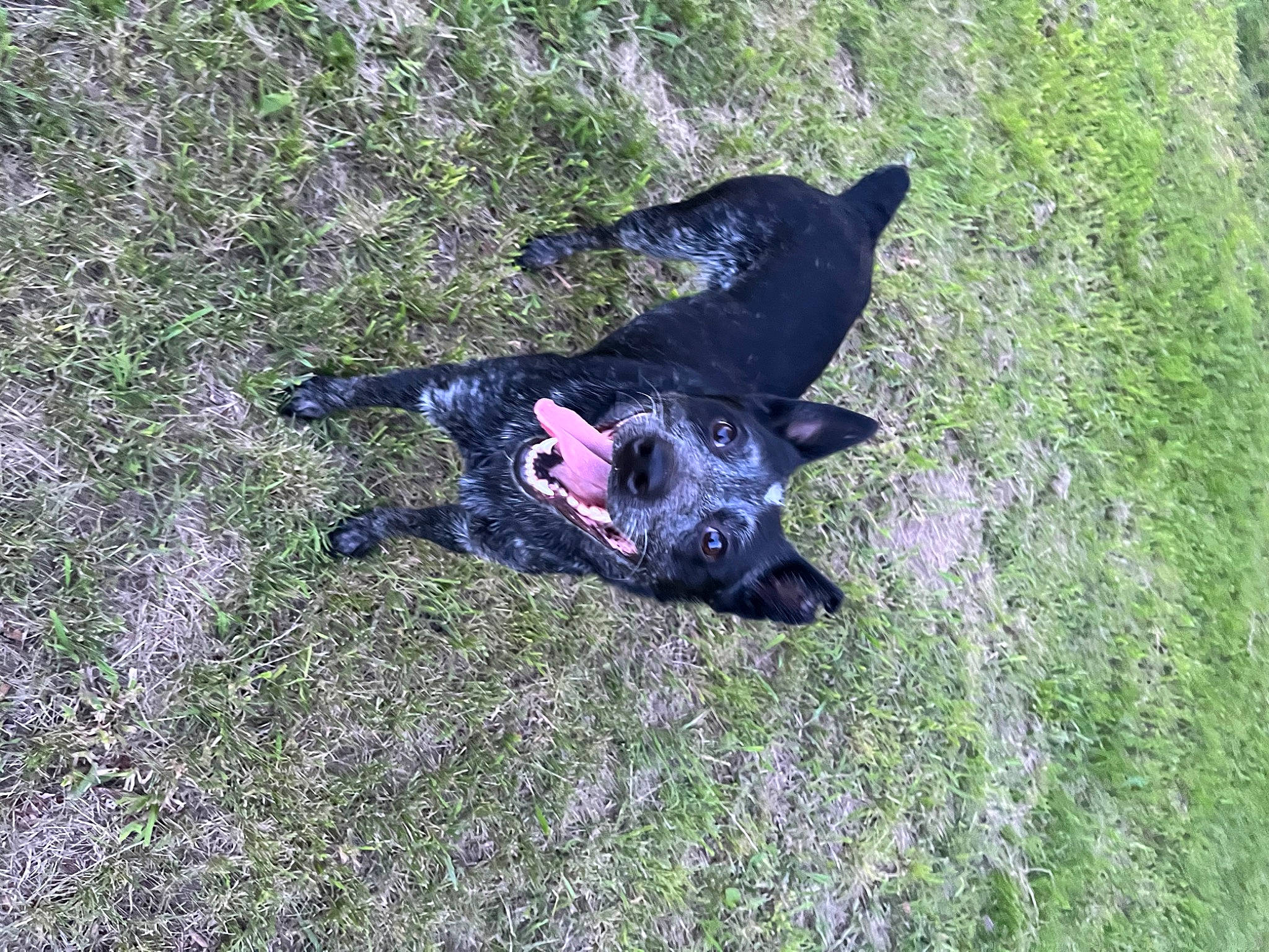 Creek is registered to the contest to win money with this photo: canidae, carnivore, dog, dog_breed, electric_blue, grass, grassland, groundcover, guard_dog, meadow, non_sporting_group, pasture, shadow, soil, sporting_group, tail, terrestrial_animal, working_animal