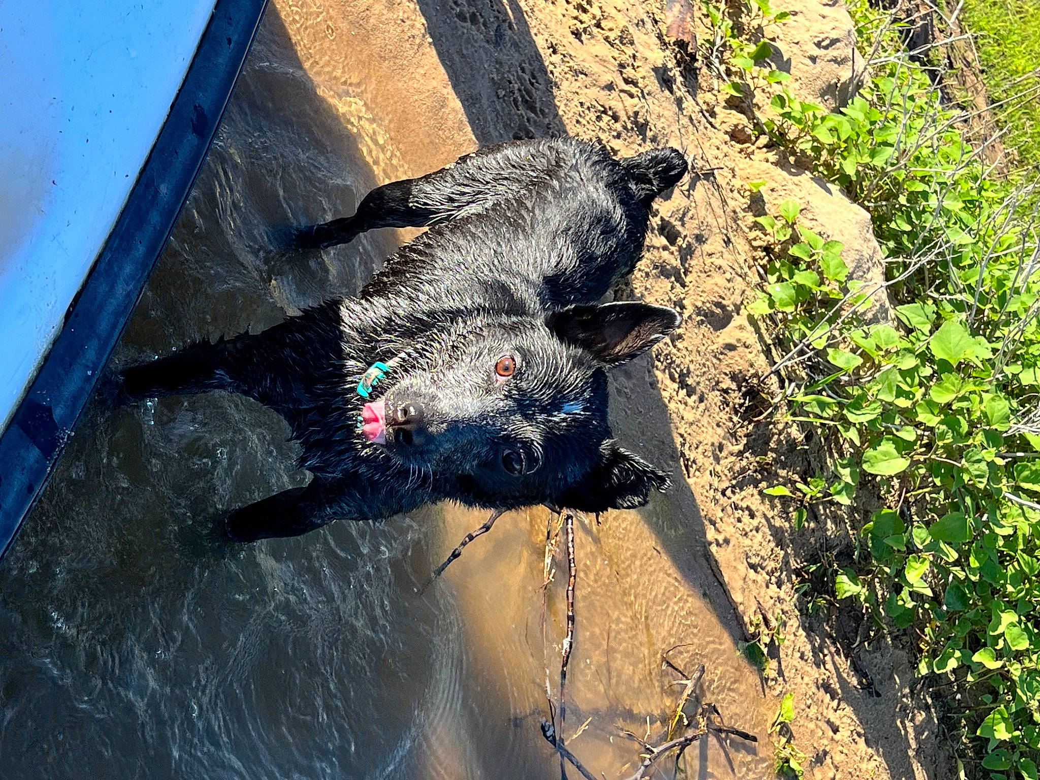Creek joined the competition — help win amazing prizes! art, asphalt, beak, electric_blue, fish, foot, grass, pattern, plant, road_surface, rock, shadow, soil, sporting_group, tail, trunk, visual_arts, water, wing, world