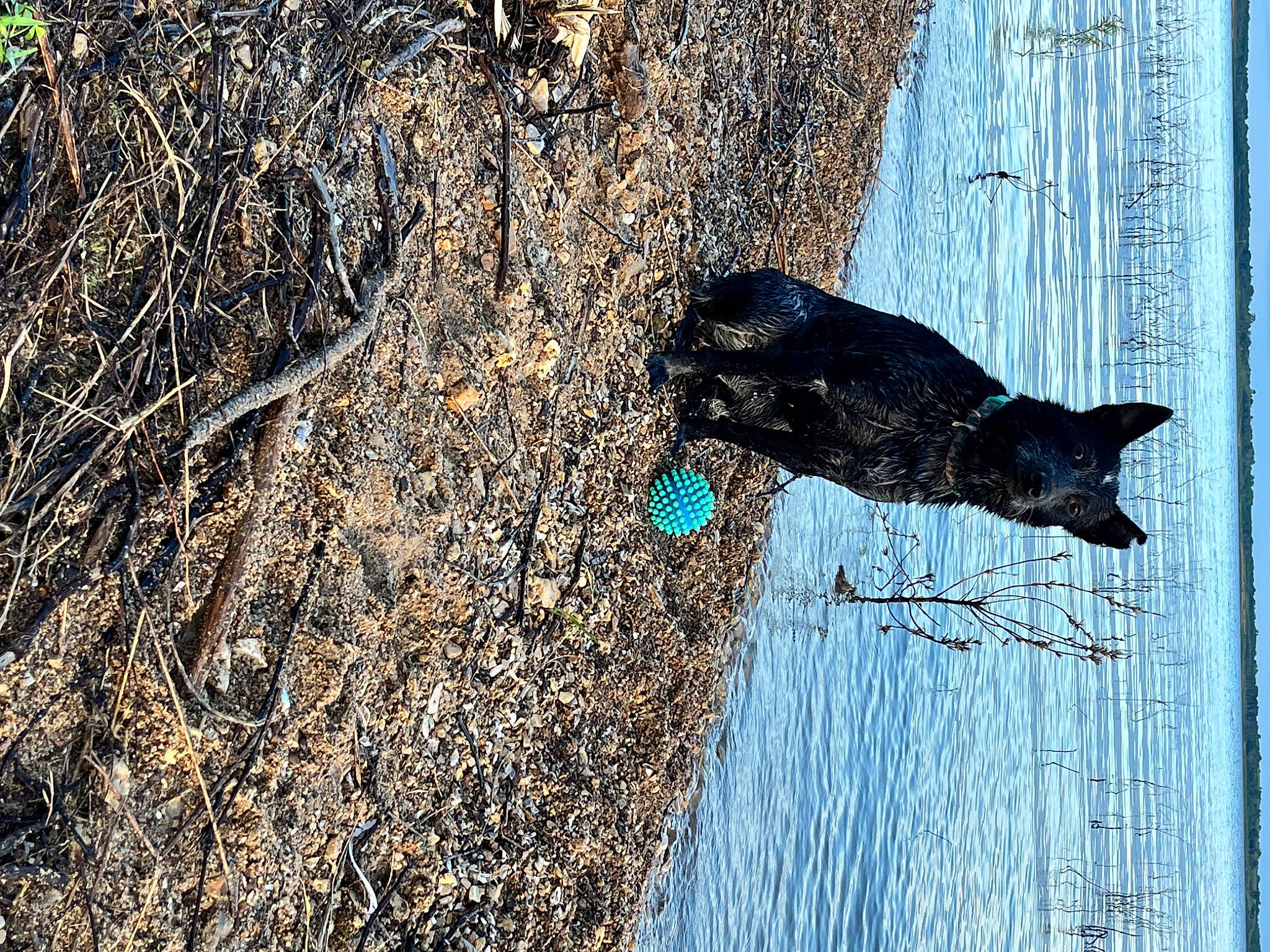 Creek joined the competition — help win amazing prizes! asphalt, carnivore, dog, dog_breed, door, electric_blue, freezing, plant, road_surface, shadow, soil, tail, tree, trunk, twig, wall, water, window, winter, wood