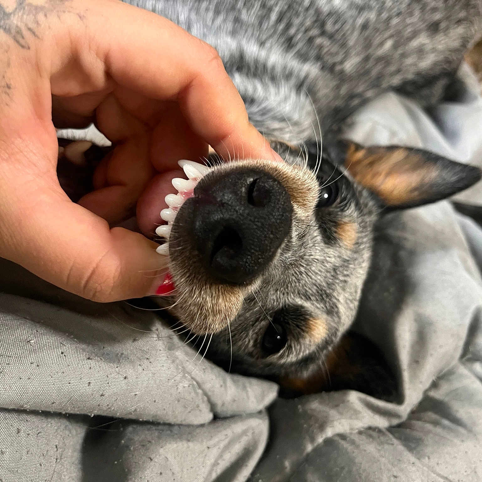 Sage joined the competition — help win amazing prizes! carnivore, collar, comfort, companion_dog, dog, dog_breed, ear, fawn, fur, gesture, guard_dog, hand, nail, paw, snout, sunglasses, toy_dog, whiskers, working_animal, wrist