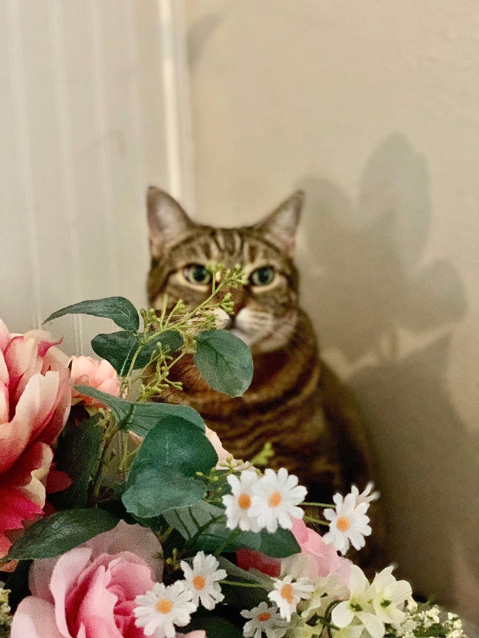 Beauty is registered to the contest to win money with this photo: art, artificial_flower, botany, carnivore, cat, door, felidae, floral_design, flower, flower_arranging, flowering_plant, fur, grass, herbaceous_plant, petal, plant, small_to_medium_sized_cats, spring, terrestrial_animal, whiskers