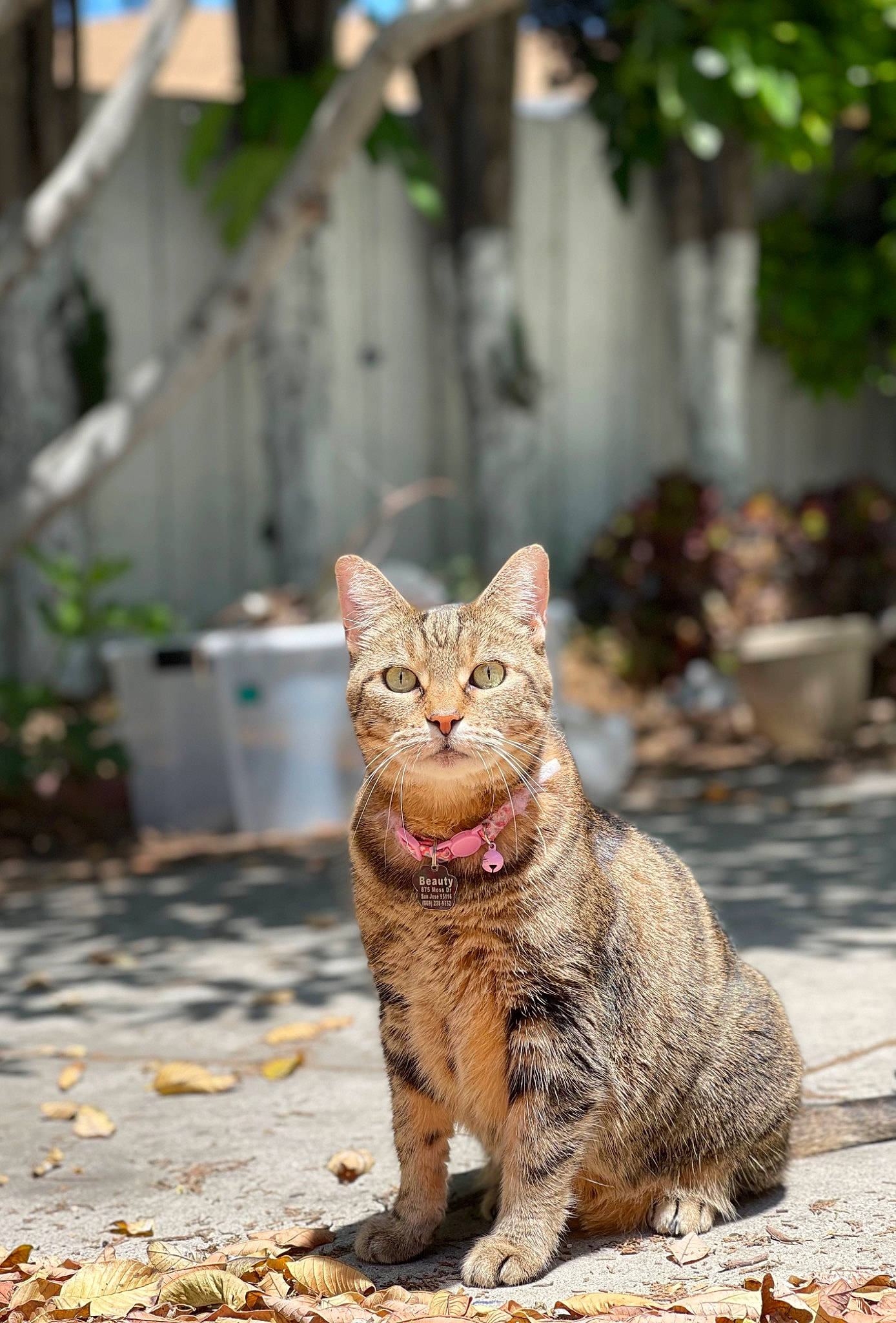 Beauty is registered to the contest to win money with this photo: asphalt, carnivore, cat, domestic_short_haired_cat, felidae, flowerpot, fur, grass, plant, road, road_surface, sitting, small_to_medium_sized_cats, snout, street, tail, terrestrial_animal, tree, whiskers, wildlife