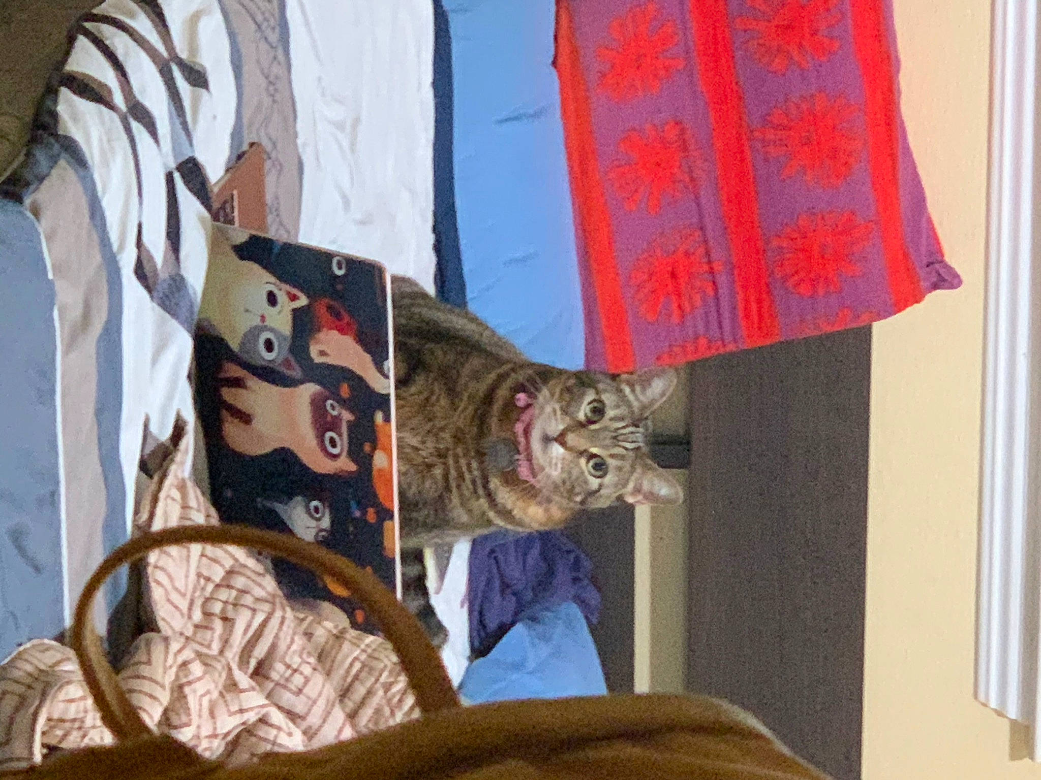 Beauty joined the competition — help win amazing prizes! art, bag, carnivore, cat, comfort, domestic_short_haired_cat, fawn, felidae, fur, hat, illustration, linens, pattern, room, small_to_medium_sized_cats, t_shirt, tail, textile, visual_arts, whiskers