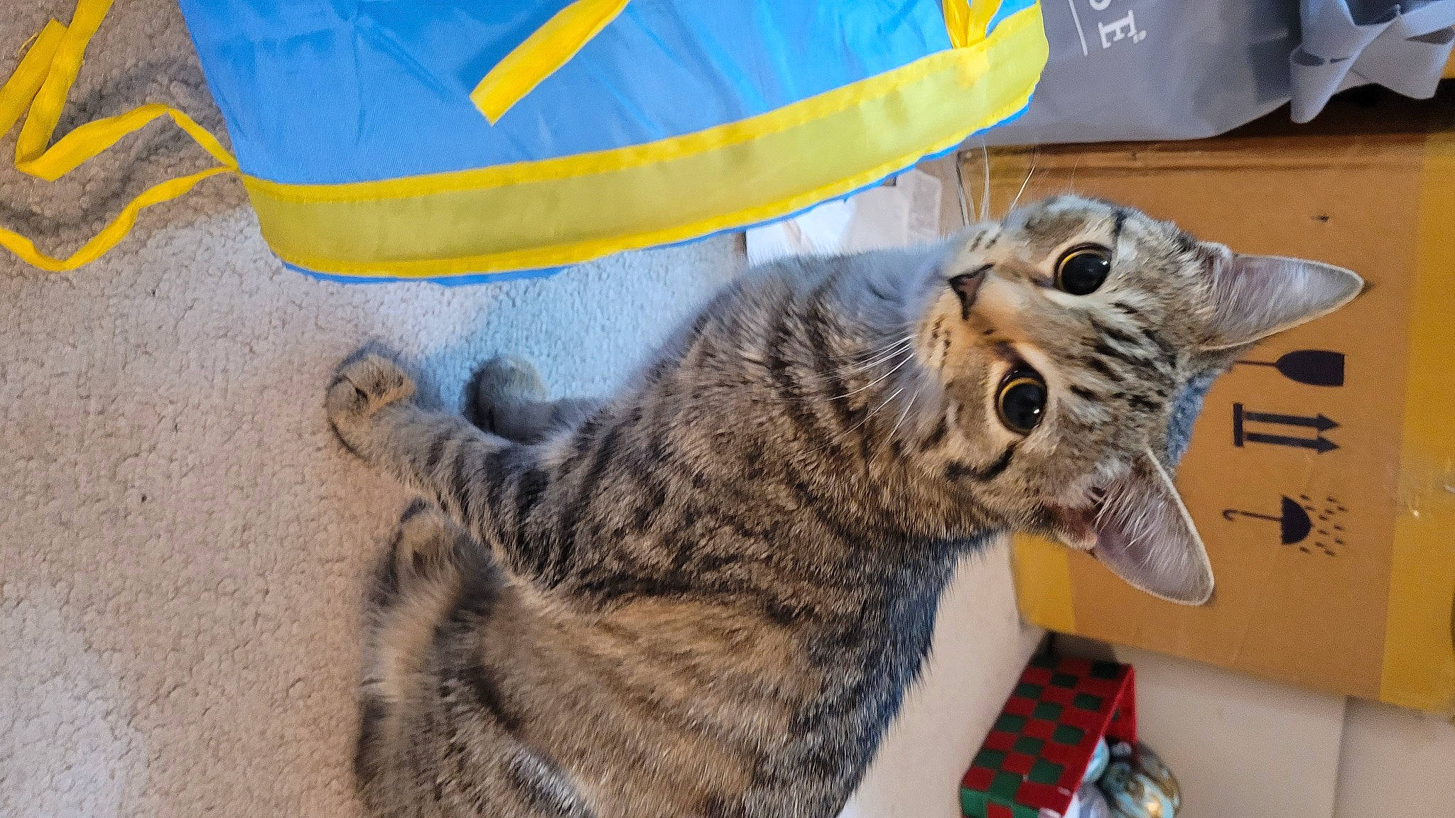 Miso is registered to the contest to win money with this photo: art, carnivore, cat, claw, computer_keyboard, domestic_short_haired_cat, felidae, fur, paw, small_to_medium_sized_cats, snout, tail, terrestrial_animal, whiskers