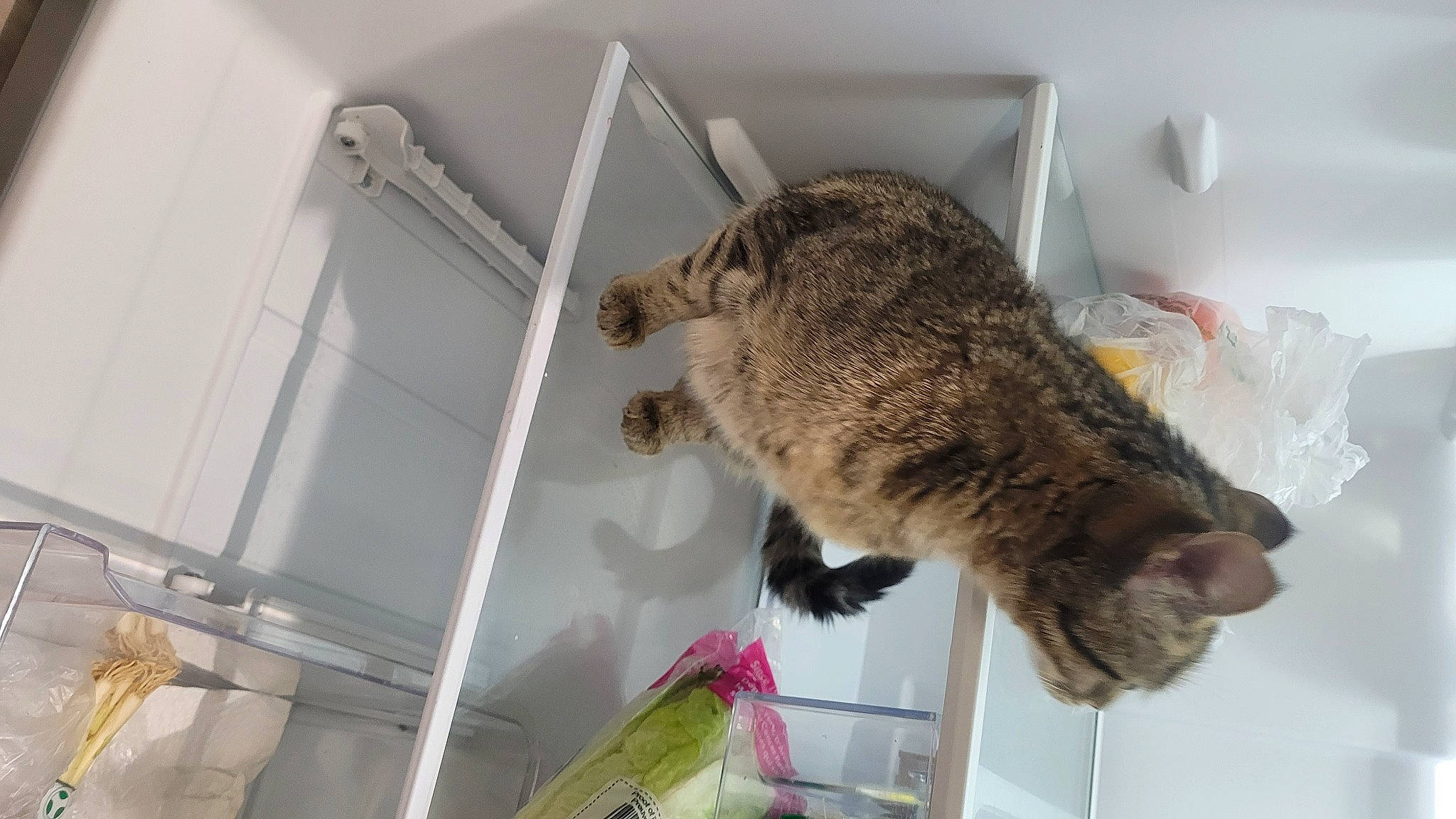 Miso joined the competition — help win amazing prizes! carnivore, cat, ceiling, domestic_short_haired_cat, fawn, felidae, flooring, fur, room, small_to_medium_sized_cats, snout, sporting_group, tail, whiskers