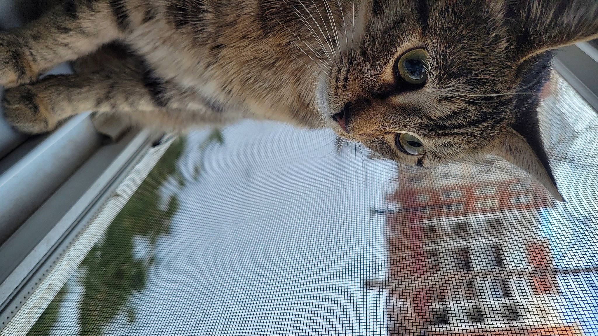 Miso is registered to the contest to win money with this photo: animal_shelter, carnivore, cat, cat_supply, claw, domestic_short_haired_cat, felidae, fur, mesh, pattern, paw, pet_supply, small_to_medium_sized_cats, snout, tail, terrestrial_animal, whiskers, wildlife