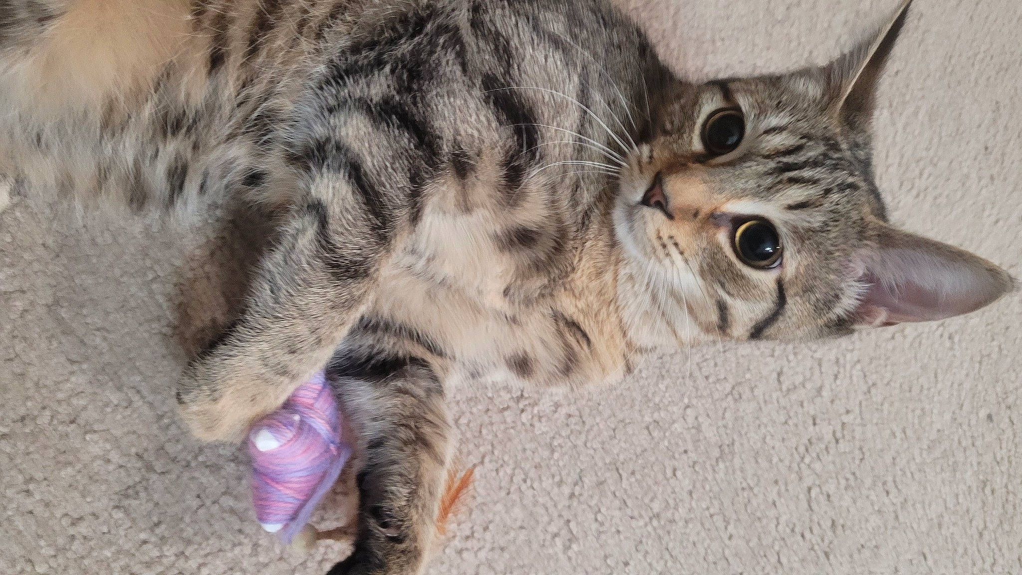 Miso is registered to the contest to win money with this photo: carnivore, cat, claw, domestic_short_haired_cat, felidae, fur, paw, small_to_medium_sized_cats, snout, tail, terrestrial_animal, whiskers, wildlife