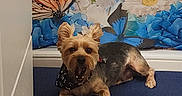 Bingo is registered to the contest to win money with this photo: animal, bandana, blue_mat, butterfly, colorful, cute, decor, dog, ears, floor, floral_backdrop, flower, fur, indoor, lying_down, mouth_open, pet, resting, small_dog, yawning