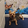 Bingo is registered to the contest to win money with this photo: dog, small_dog, bandana, yawning, lying_down, blue_mat, indoor, floor, butterfly, flower, floral_backdrop, decor, pet, animal, cute, fur, ears, mouth_open, resting, colorful