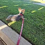 Bingo joined the competition — help win amazing prizes! dog, emotional_support_animal, leash, grass, sidewalk, outdoor, park, sunlight, canine, pet, collar, greenery, resting, nature, daytime, shadow, urban, quiet, small_dog, relaxation