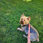 Bingo is registered to the contest to win money with this photo: animal, building, canine, collar, curious, daytime, dog, domestic_animal, emotional_support_animal, fur, grass, lawn, leash, outdoor, pet, sidewalk, sitting, small_dog, sunlight, yard