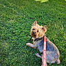 animal, building, canine, collar, curious, daytime, dog, domestic_animal, emotional_support_animal, fur, grass, lawn, leash, outdoor, pet, sidewalk, sitting, small_dog, sunlight, yard