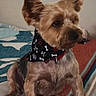 Bingo joined the competition — help win amazing prizes! dog, pet, indoor, bed, blanket, small_dog, bandana, fur, ears, cute, animal, canine, sitting, looking_away, domestic, companion, cozy, striped_blanket, home, fur_trimmed
