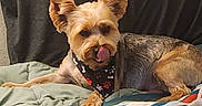 Bingo is registered to the contest to win money with this photo: dog, small_dog, bandana, bed, blanket, ears, licking, fur, resting, indoor, cozy, patterned_blanket, black_bandana, paws, cute, pet, animal, canine, lying_down, fur_texture