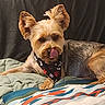 dog, small_dog, bandana, bed, blanket, ears, licking, fur, resting, indoor, cozy, patterned_blanket, black_bandana, paws, cute, pet, animal, canine, lying_down, fur_texture