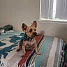 Bingo joined the competition — help win amazing prizes! animal, bandana, bed, blanket, brown_dog, carpet, cozy, cute, dog, domestic_animal, furniture, home, indoor, looking_away, patterned_blanket, pet, resting, small_dog, vertical_blinds, window