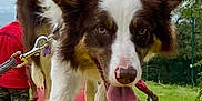 Pearl a rejoint le concours — aidez-le/la à gagner de superbes lots ! dog, border_collie, animal, pet, outdoor, grass, tongue_out, walk, leash, person, canine, playful, nature, happy, closeup, platform, brown_and_white, ears, nose, fur