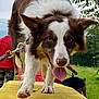dog, border_collie, animal, pet, outdoor, grass, tongue_out, walk, leash, person, canine, playful, nature, happy, closeup, platform, brown_and_white, ears, nose, fur