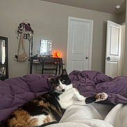 Cleopatra joined the competition — help win amazing prizes! cat, calico_cat, bedroom, blanket, comforter, furniture, door, mirror, desk, chair, indoor, pet, animal, paw, fur, relaxed, cozy, hanging_accessories, home, resting