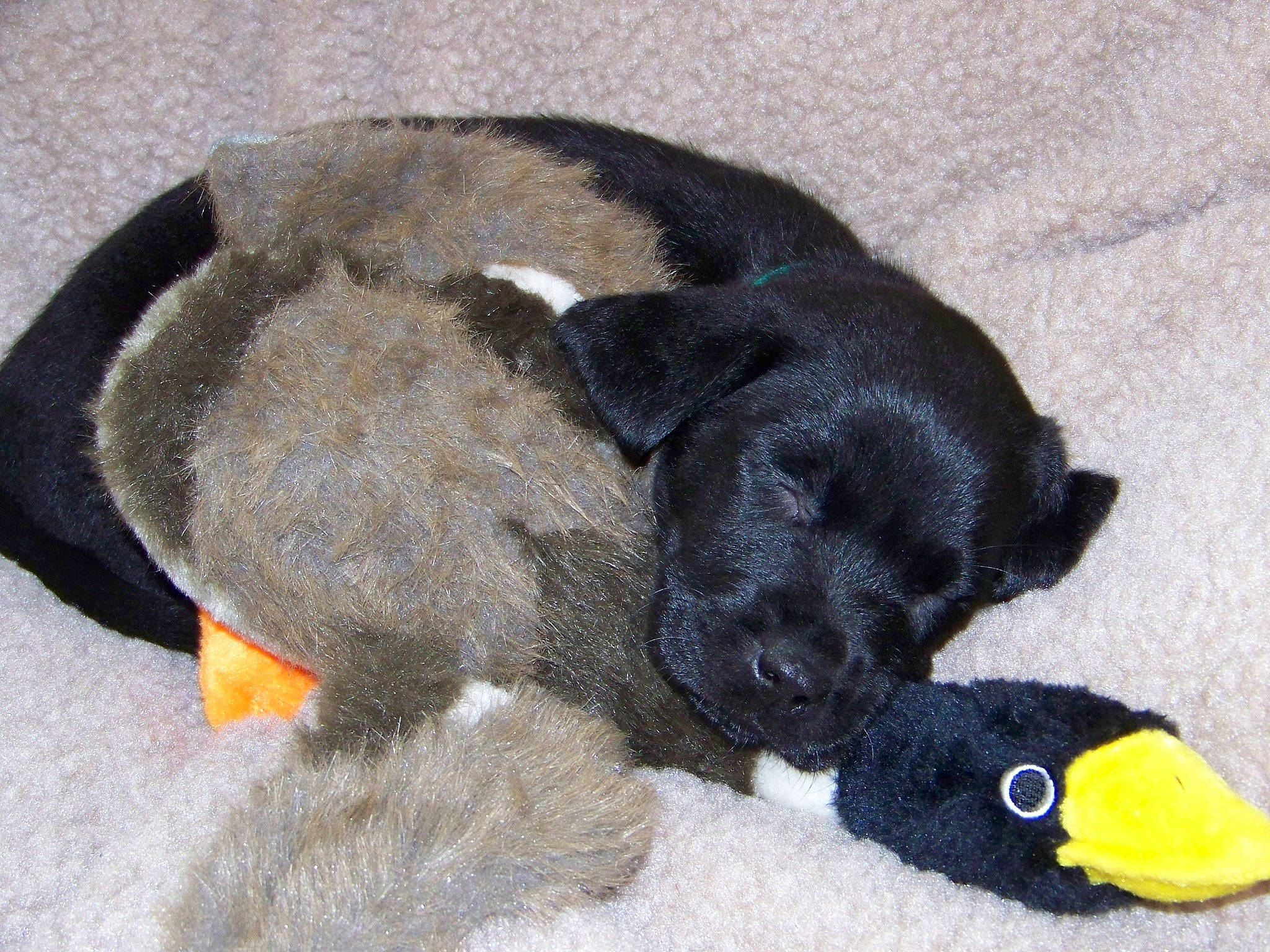 Boo is registered to the contest to win money with this photo: canidae, carnivore, comfort, companion_dog, dog, dog_breed, dog_supply, fur, nap, snout, sporting_group, tail, terrestrial_animal, toy, working_animal