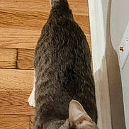 Ghost is registered to the contest to win money with this photo: cat, tabby, white_paws, looking_up, curious, wooden_floor, blue_mat, indoor, pet, animal, tail_up, shadow, box, whiskers, ears, flooring, domestic_cat, feline, standing, household